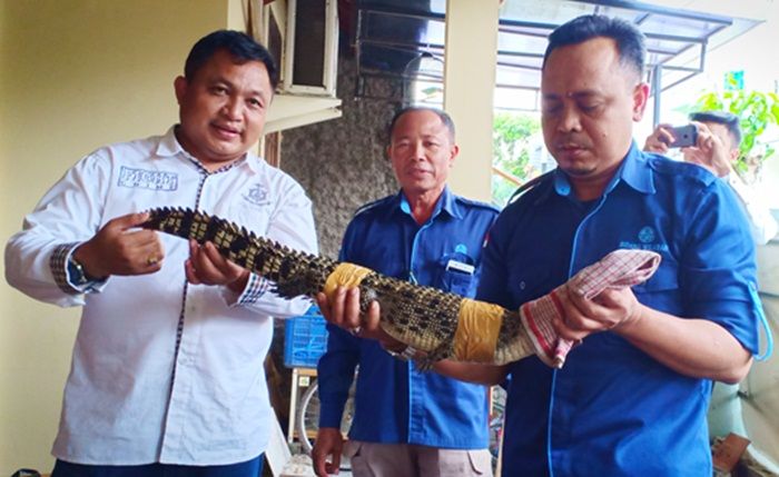 ​BBKSDA Jatim Sita Buaya Muara dan Ular Piton Peliharaan Warga di Kota Blitar