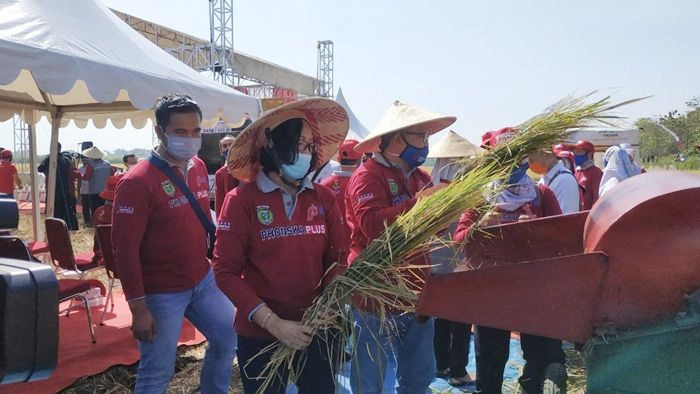 Petrokimia Gresik Panen Raya Padi Hasil Pupuk NPK Phonska Plus di Kota Madiun Petrokimia Gresik Panen Raya Padi Hasil Pupuk NPK Phonska Plus di Kota Madiun