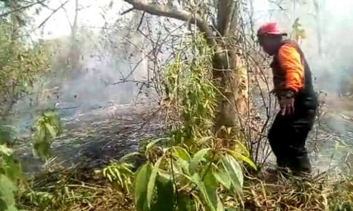 Kerahkan 75 Personel, Api di Hutan Welirang Sudah Padam