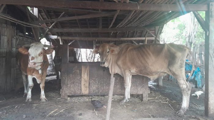 Cegah PMK Menyebar, Pemkab Situbondo Tutup Sementara Seluruh Pasar Hewan Cegah PMK Menyebar, Pemkab Situbondo Tutup Sementara Seluruh Pasar Hewan