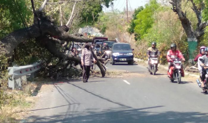 Dihempas Angin Kencang, Pohon di Desa Sidowayah Roboh ke Badan Jalan