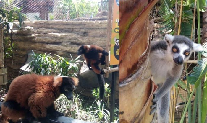 Terancam Punah, Lemur Kingdom Dihadirkan di Jatim Park 2