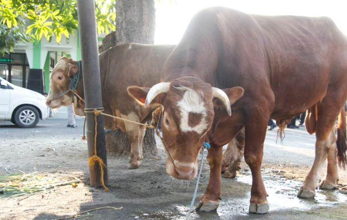 Polres Ngawi Imbau Pembagian Daging Kurban Dilakukan Secara Door to Door