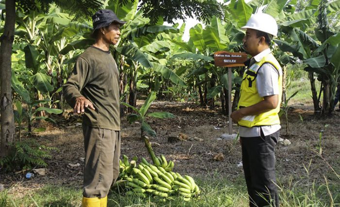 SIG Manfaatkan Lahan Pascatambang Jadi Kebun Pisang Cavendish SIG Manfaatkan Lahan Pascatambang Jadi Kebun Pisang Cavendish