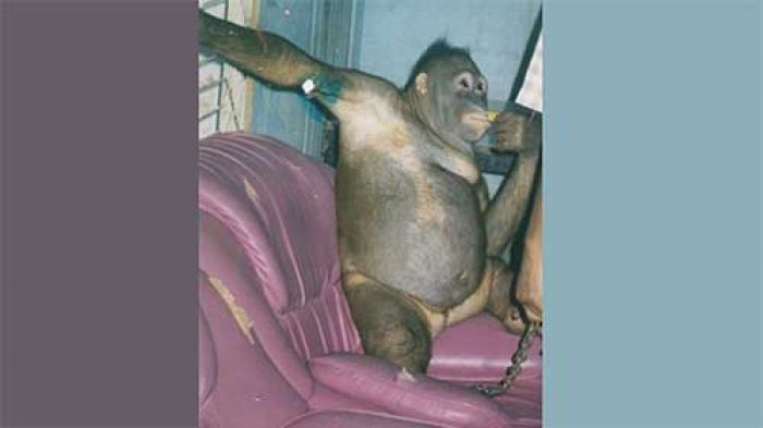 Orangutan Ini Dijadikan Pelacur untuk Layani Ngeseks Manusia, Direhabilitasi 15 Tahun agar Jadi Liar