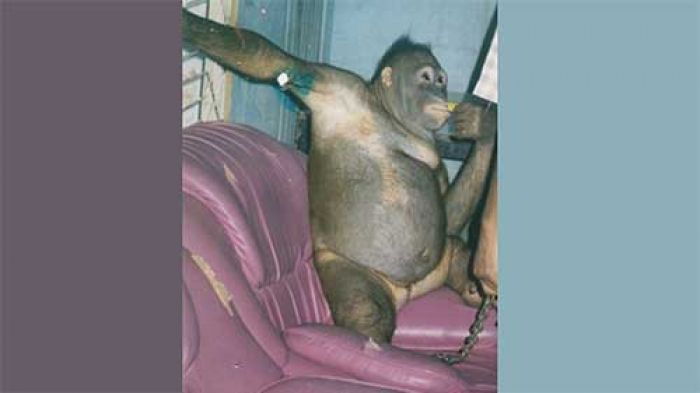 Orangutan Ini Dijadikan Pelacur untuk Layani Ngeseks Manusia, Direhabilitasi 15 Tahun agar Jadi Liar Orangutan Ini Dijadikan Pelacur untuk Layani Ngeseks Manusia, Direhabilitasi 15 Tahun agar Jadi Liar