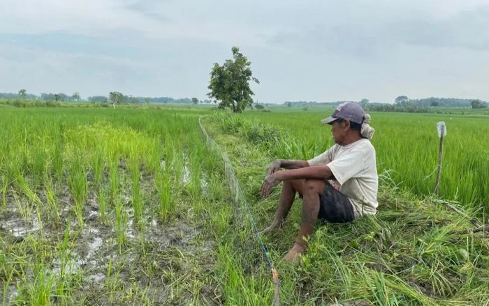 Sektor Pertanian Kian Ditinggalkan Generasi Muda di Bojonegoro