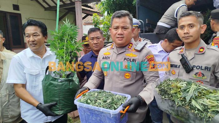 Ratusan Batang Ganja Disita, Polres Jombang Bongkar Greenhouse di Mojongapit