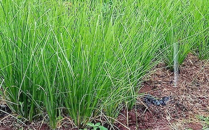 Cegah Tanah Longsor, Pemkab Madiun Tanam 700 Bibit Akar Wangi di Desa Cermo Cegah Tanah Longsor, Pemkab Madiun Tanam 700 Bibit Akar Wangi di Desa Cermo