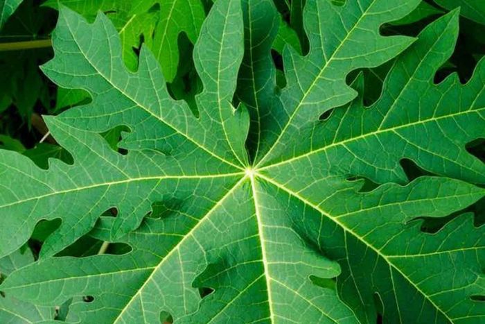 Ini Manfaat Daun Pepaya Bagi Kesehatan Tubuh Manusia Ini Manfaat Daun Pepaya Bagi Kesehatan Tubuh Manusia