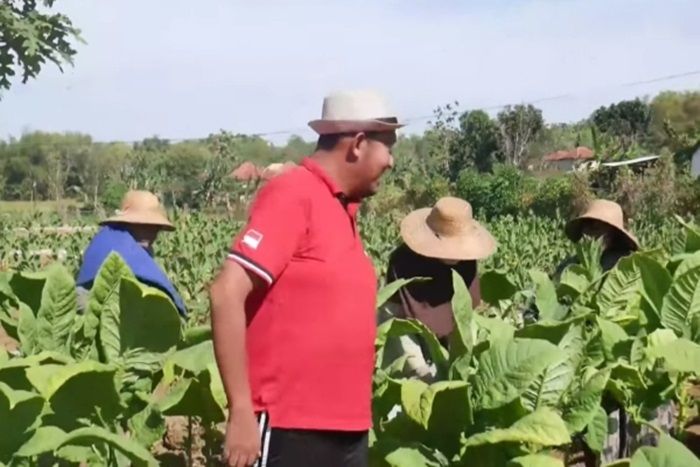 Bupati Sumenep Tegaskan Tak Ada Lagi Permainan Harga dan Pengambilan Sampel Tembakau Terlalu Banyak Bupati Sumenep Tegaskan Tak Ada Lagi Permainan Harga dan Pengambilan Sampel Tembakau Terlalu Banyak