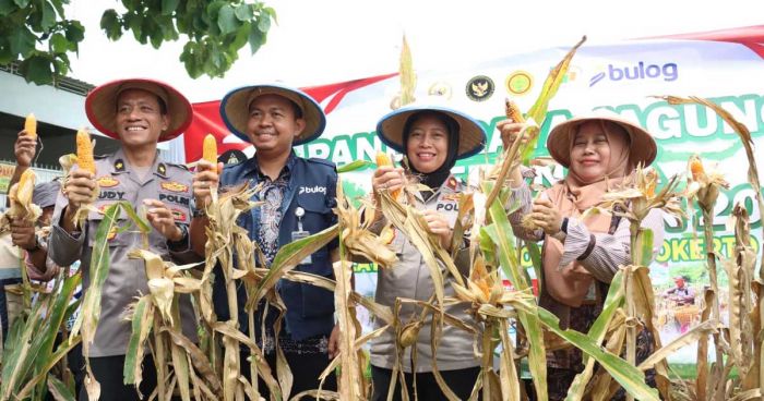 Dukung Ketahanan Pangan Nasional, Polres Mojokerto Kota Gelar Panen Raya Jagung