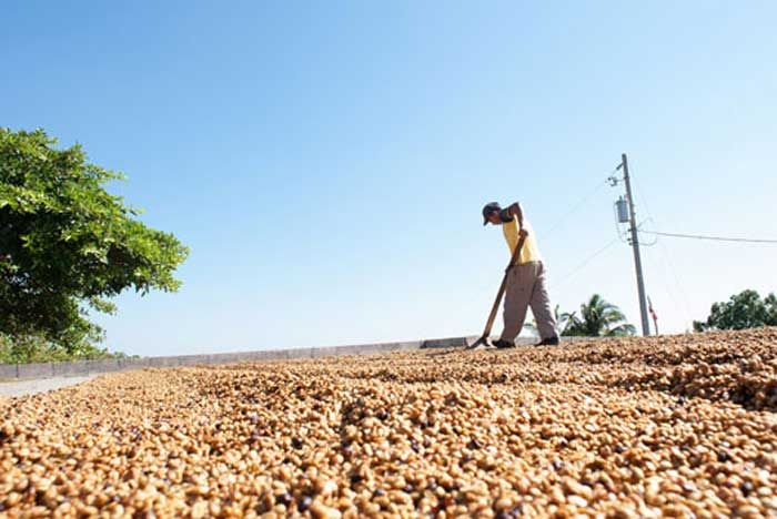 Pemkab Siapkan Rp 600 Juta untuk Pendirian UPH Kopi Pemkab Siapkan Rp 600 Juta untuk Pendirian UPH Kopi