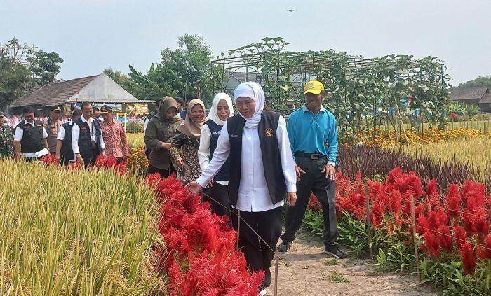 Gubernur Khofifah Ajak Poktan Terapkan Manajemen Tanaman Sehat Gubernur Khofifah Ajak Poktan Terapkan Manajemen Tanaman Sehat