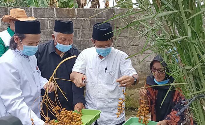 Pondok Pesantren Pari Ulu Kediri Panen Raya Kurma Deglet Noor dari Tunisia