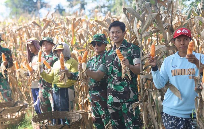 Panen Raya Jagung Warnai TMMD ke-127 di Desa Gadungan Kediri