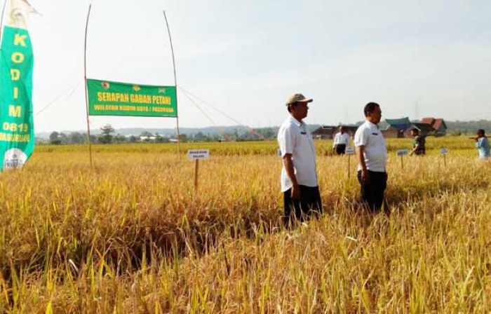 Dirjen Pertanian: Bulog Wajib Beli Gabah Petani Dirjen Pertanian: Bulog Wajib Beli Gabah Petani