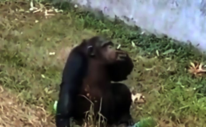 ​Simpanse Asyik Menghisap Rokok