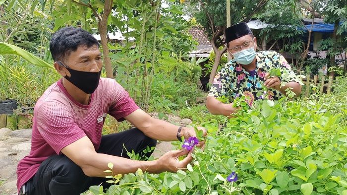 Kampung Herbal Exo Tree Kota Kediri, Dongkrak Ekonomi Warga di Tengah Pandemi