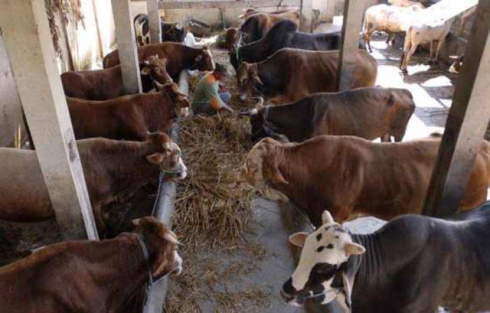 Pemkab Jember: Kita Tidak Perlu Impor Sapi Pemkab Jember: Kita Tidak Perlu Impor Sapi