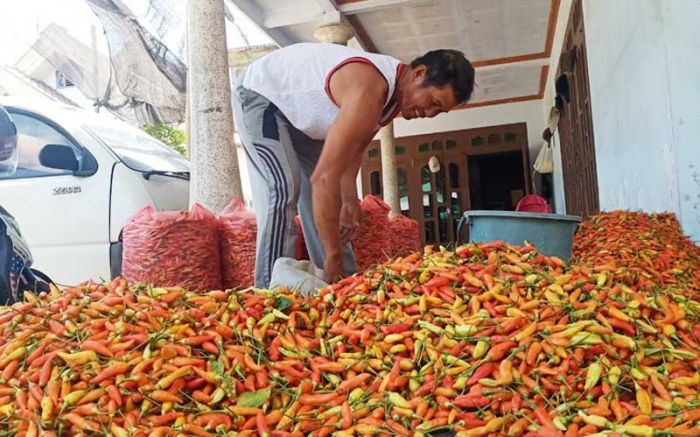 Atasi Penurunan Harga, ASN Kabupaten Kediri Siap Bantu Serap Cabai Petani Atasi Penurunan Harga, ASN Kabupaten Kediri Siap Bantu Serap Cabai Petani
