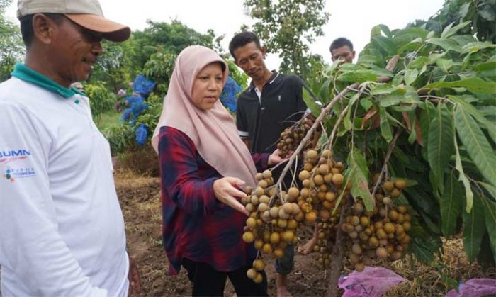 Buah Kelengkeng Terbaik di Indonesia Kini Ada di Tuban