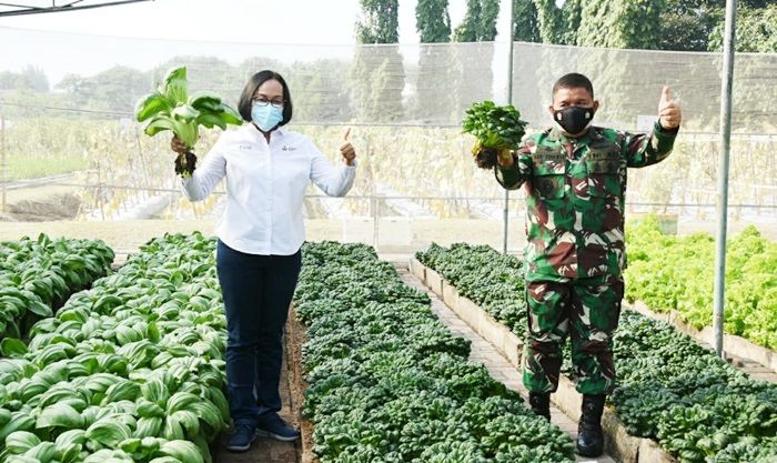 Sinergi Petrokimia, TNI AD, dan Pemkab Gresik Melalui Demplot Dambaan Mampu Tingkatkan Hasil Panen Sinergi Petrokimia, TNI AD, dan Pemkab Gresik Melalui Demplot Dambaan Mampu Tingkatkan Hasil Panen