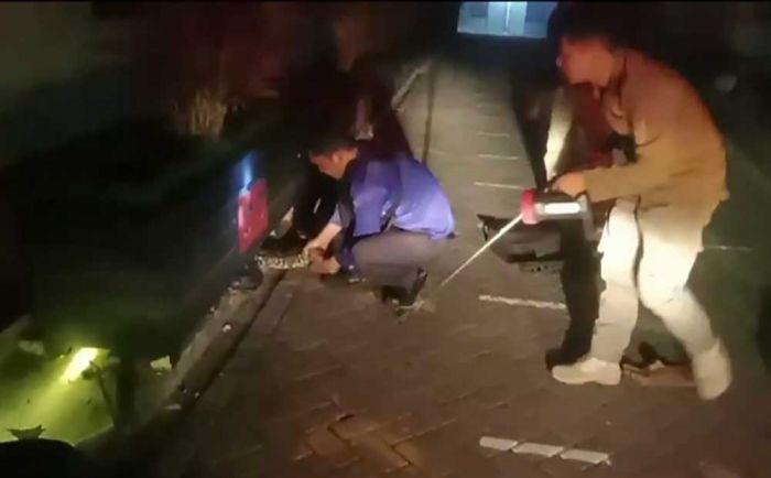 Ular Piton Sepanjang 4,5 Meter Ditemukan di Pabrik Rokok Gudang Garam Tuban Ular Piton Sepanjang 4,5 Meter Ditemukan di Pabrik Rokok Gudang Garam Tuban
