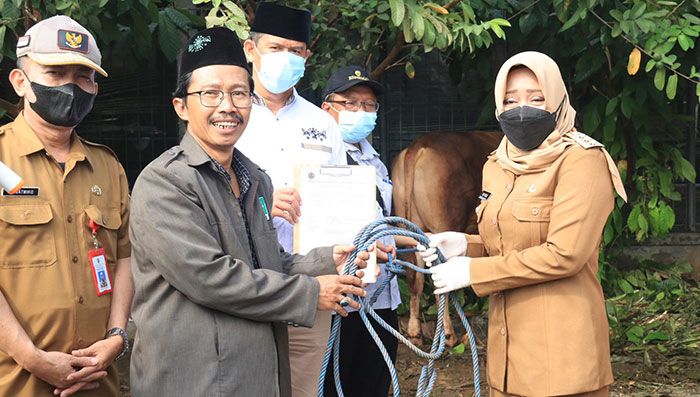Bupati Serahkan Sapi Kurban ke PCNU Kabupaten Mojokerto saat Idul Adha 1443 H Bupati Serahkan Sapi Kurban ke PCNU Kabupaten Mojokerto saat Idul Adha 1443 H