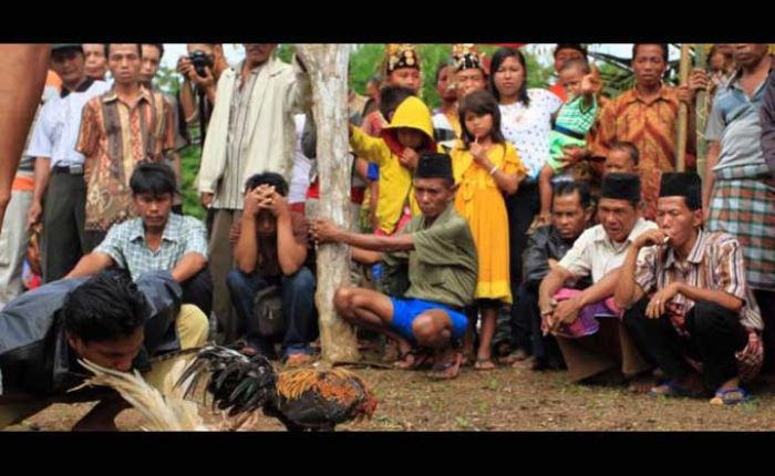 Polres Bojonegoro Gerebek Judi Sabung Ayam di Ledok Kulon, 4 Orang Diamankan