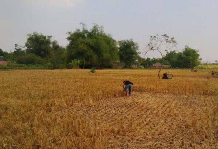 33 Hektar Lahan Pertanian di Kediri Terancam Gagal Panen 33 Hektar Lahan Pertanian di Kediri Terancam Gagal Panen
