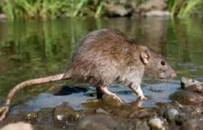 Waspada Leptospirosis, di Pacitan Ada 34 Orang Terjangkit Penyakit ini Waspada Leptospirosis, di Pacitan Ada 34 Orang Terjangkit Penyakit ini