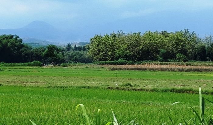 Tanjung Baru, Harapan Baru bagi Warga Terdampak Pembangunan Bandara Kediri Tanjung Baru, Harapan Baru bagi Warga Terdampak Pembangunan Bandara Kediri