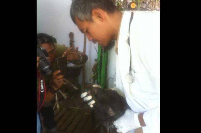 Pengaruh Gejolak Ekonomi, Daya Beli Hewan Kurban di Kediri Turun 40 Persen