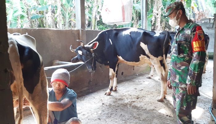 Cegah Virus PMK, Babinsa Kodim 0817 Gresik Pantau Peternakan Sapi Perah di Tengah Kota