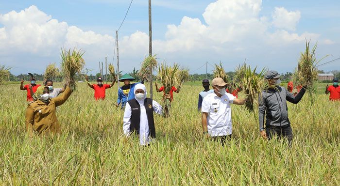 Pacu Peningkatan Produktivitas Pertanian, Gubernur Khofifah Panen Raya Padi di Ponorogo Pacu Peningkatan Produktivitas Pertanian, Gubernur Khofifah Panen Raya Padi di Ponorogo