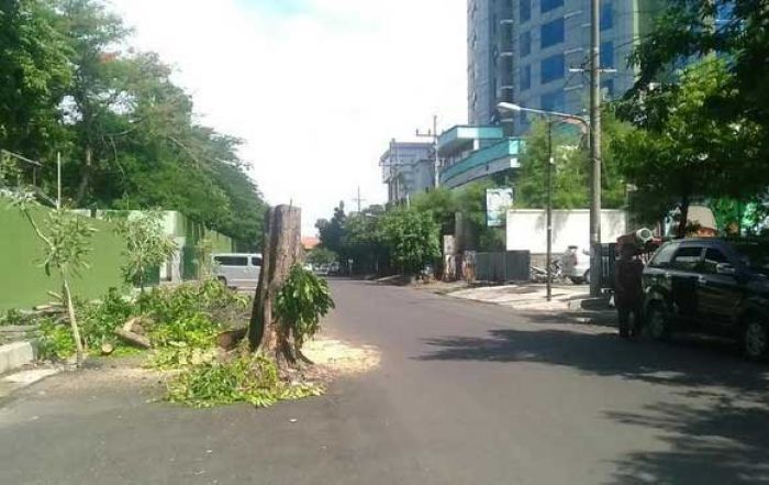 Kerap Makan Korban, Pohon Kerap Makan Korban, Pohon