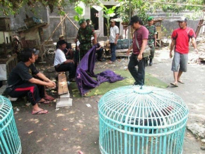 Kodim 0829 Bangkalan Grebek Sabung Ayam Kodim 0829 Bangkalan Grebek Sabung Ayam