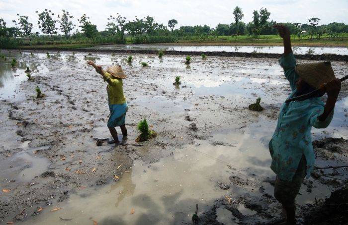 Lahan Berkurang, Petani Sekitar Blok Cepu Bojonegoro Terancam Kehilangan Pekerjaan Lahan Berkurang, Petani Sekitar Blok Cepu Bojonegoro Terancam Kehilangan Pekerjaan