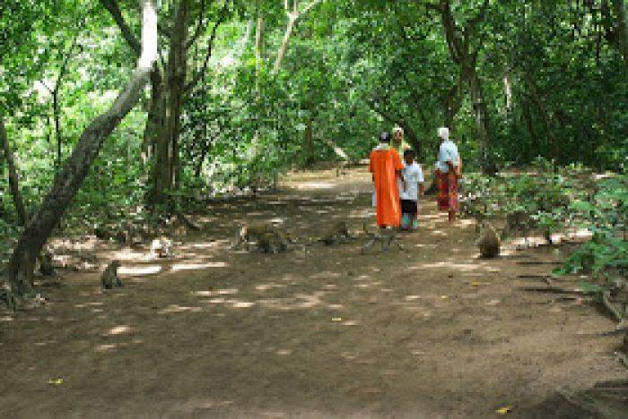 Hutan Kera Nepa, Kekayaan Alam Sampang yang Belum Terkelola dengan Baik