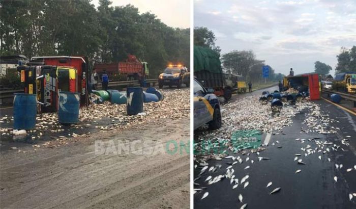 Kecelakaan di Tol Surabaya-Porong, Truk Muatan Mujaer Terguling Usai Tabrak Truk Tepung