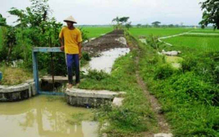Kemarau panjang, Suplai Air Irigasi Pertanian di Jember Berpotensi Menyusut Kemarau panjang, Suplai Air Irigasi Pertanian di Jember Berpotensi Menyusut