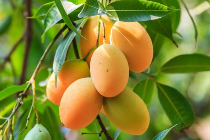 Musim Penghujan, Harga Mangga Jeblok Musim Penghujan, Harga Mangga Jeblok
