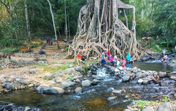 Penasaran, Masyarakat Datangi Wisata Alam Akar Seribu di Gondang Mojokerto Penasaran, Masyarakat Datangi Wisata Alam Akar Seribu di Gondang Mojokerto