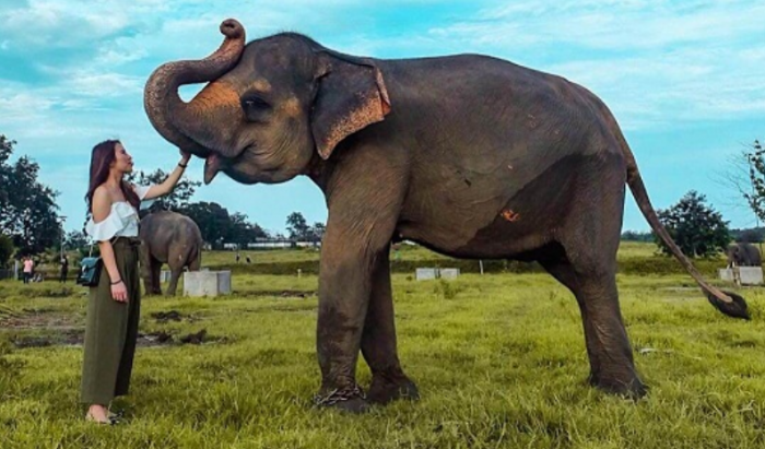Penghapusan Atraksi Gajah di Taman Nasional Way Kambas