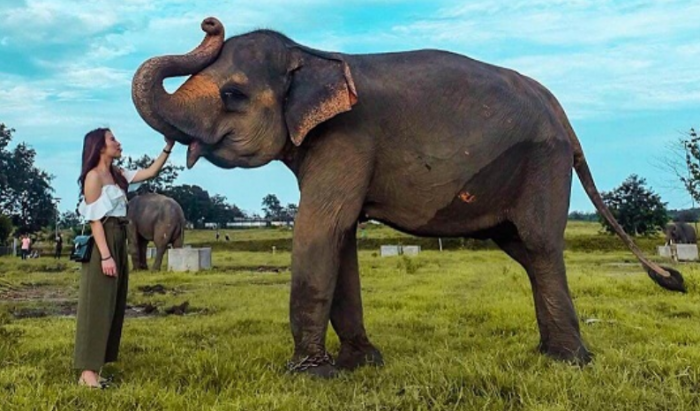 Penghapusan Atraksi Gajah di Taman Nasional Way Kambas Penghapusan Atraksi Gajah di Taman Nasional Way Kambas