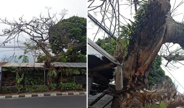 Banyak Pohon Tua Rawan Tumbang, Dewan Ingatkan BPBD Banyak Pohon Tua Rawan Tumbang, Dewan Ingatkan BPBD