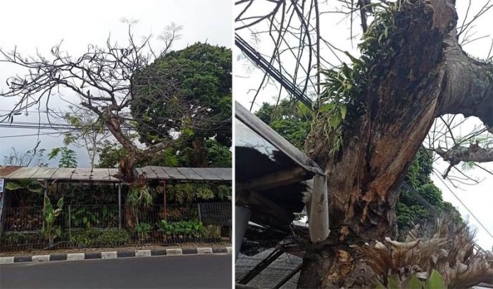 Banyak Pohon Tua Rawan Tumbang, Dewan Ingatkan BPBD