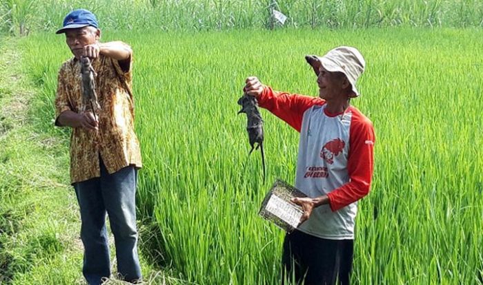 Kediri Gelar Gerakan Serentak Penanganan dan Pengendalian Organisme Pengganggu Tanaman Kediri Gelar Gerakan Serentak Penanganan dan Pengendalian Organisme Pengganggu Tanaman