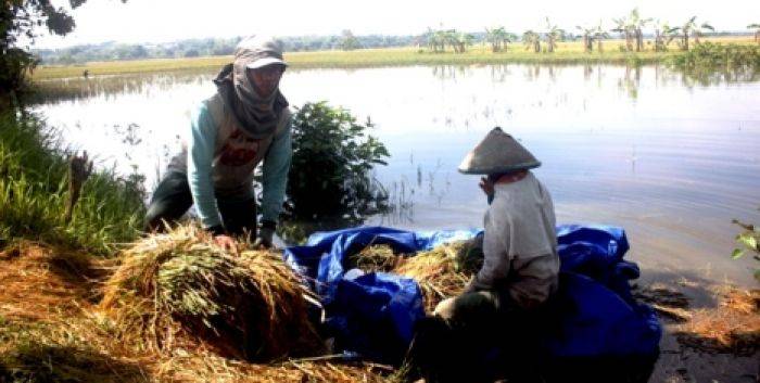 Terendam Banjir, Petani di Bantaran Sungai Bengawan Solo Panen Dini Terendam Banjir, Petani di Bantaran Sungai Bengawan Solo Panen Dini